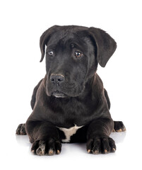 puppy cane corso