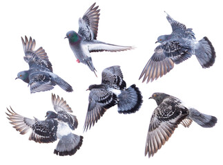 Doves in flight isolated on white