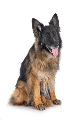 german shepherd in studio