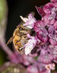 Bee on a purple flower.