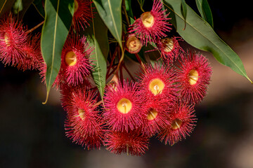 Red flowering gum tree blossoms and buds, Corymbia ficifolia Wildfire variety, Family Myrtaceae. Endemic to Stirling Ranges near Albany in on south west coast of Western Australia.