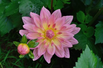 Dahlia flower (Dahlia pinnata Cav.) in the Taiwan.