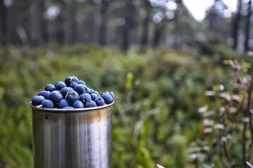 blueberries in an iron cup in the forest, hiking background vitamins, northern berries finland food wildlife