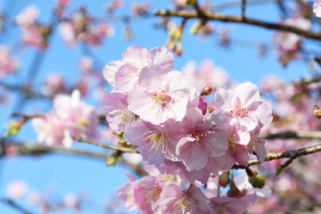 早咲きの桜