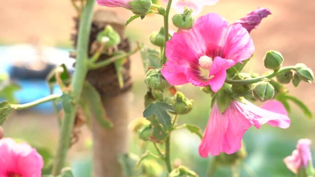 Pink hollyhock flower on green blurring background. The hollyhock growing in a garden. Gentle moving in the wind.