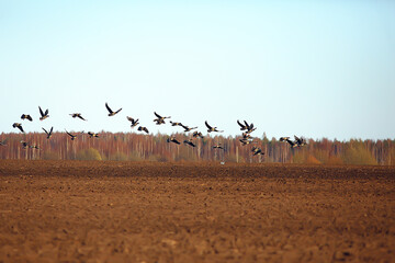 migratory birds flock of geese in the field, landscape seasonal migration of birds, hunting