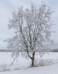 trees turning white in winter due to frost