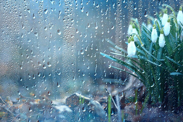 spring flowers snowdrops rain, background beautiful fresh wild flowers, water drops