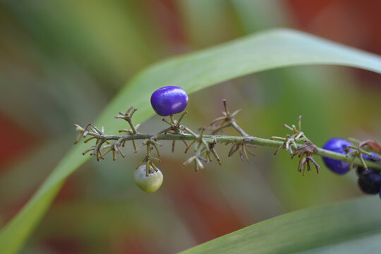 Bamboo flax lily