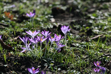 Close up of crocuses in the park