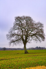 tree in the field