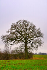 Fototapeta premium tree in spring