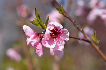 Peach tree