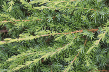 Branches of coastal juniper.