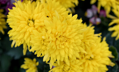 Yellow chrysanthemums planted in flowerpots for viewing