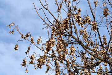 Common sycamore