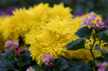 Yellow chrysanthemums planted in flowerpots for viewing