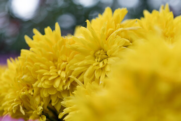 Obraz premium Yellow chrysanthemums planted in flowerpots for viewing