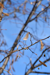 Small-leaved lime