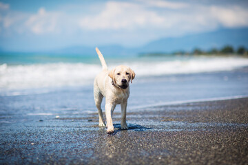 happy dog by the sea