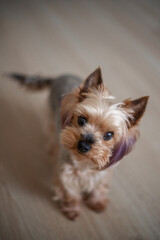 A small Yorkshire terrier with a stylish haircut from groomers looks at a man. The puppy's coat is pink-purple. The color of the dog.