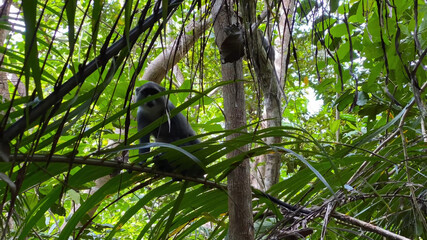 What does the jungle of Zanzibar hide? Mangrove forest