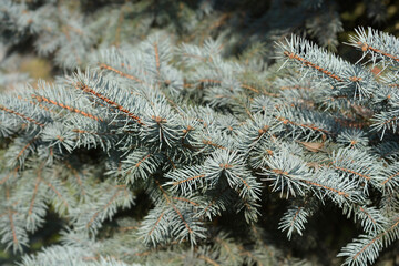Colorado blue spruce
