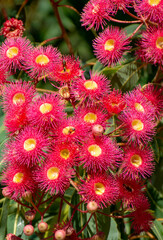 Red flowering gum tree blossoms and buds, Corymbia ficifolia Wildfire variety, Family Myrtaceae. Endemic to Stirling Ranges near Albany in on south west coast of Western Australia.