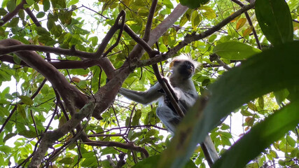 What does the jungle of Zanzibar hide? Mangrove forest