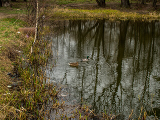 the shore of the pond is heavily overgrown with grass in the spring
