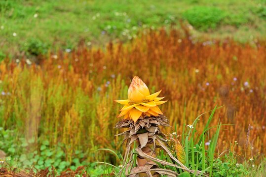 Diyong Golden Lotus (Musella lasiocarpa) was photographed in Hsinchu, Taiwan.