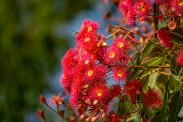 Red flowering gum tree blossoms and buds, Corymbia ficifolia Wildfire variety, Family Myrtaceae. Endemic to Stirling Ranges near Albany in on south west coast of Western Australia.