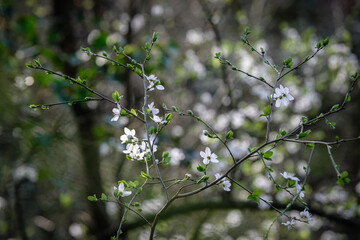 Fleurs de printemps