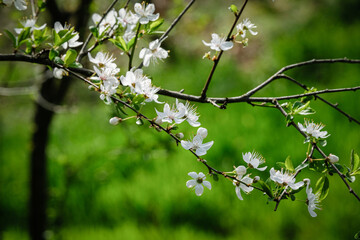 Fleurs de printemps