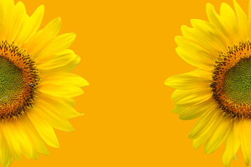 Obraz premium sunflower, sunflower with yellow background,