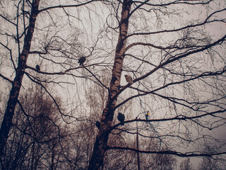 a flock of pigeons sits on a tree in the spring