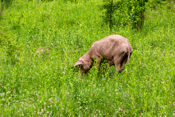 a skinny pig eats grass in a green meadow on a spring or summer morning © Andrey Solovev
