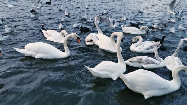 swans and seagulls eating bread thrown by people into the water at sunset in Tei Park in Bucharest Romania