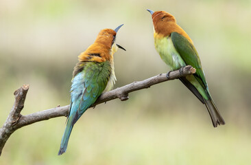 Pair of Chestnut-headed bee-eaters or Merops leschenaulti perching on tree branch , Thailand