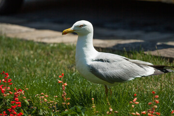 gull on the grass