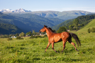 Fototapeta na wymiar bay horse skips on a meadow against mountains in summer day