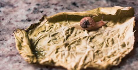 Small snail on a green leaf