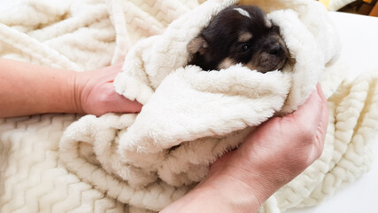 a small black puppy in a fluffy white blanket