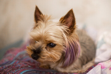 A small Yorkshire terrier with a stylish haircut from groomers sleeps on a soft bed or looks at a person. The puppy's coat is pink-purple. The color of the dog.