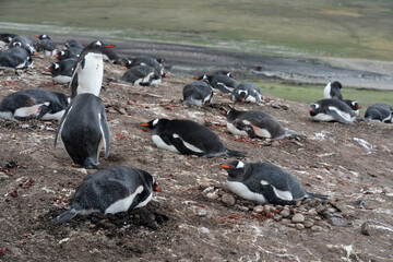 Gentoo Penguin (Pygoscelis papua) colony.