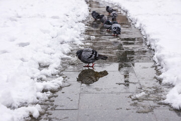 Group of pigeons in winter season; selective focus; nature background.