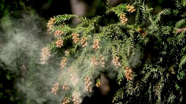 杉の花粉がスローモーションで飛ぶ