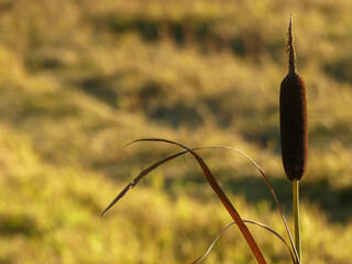 Typha at sunset