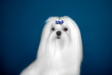 Beautiful doggy breed Maltese on a blue background