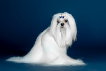Beautiful doggy breed Maltese on a blue background
